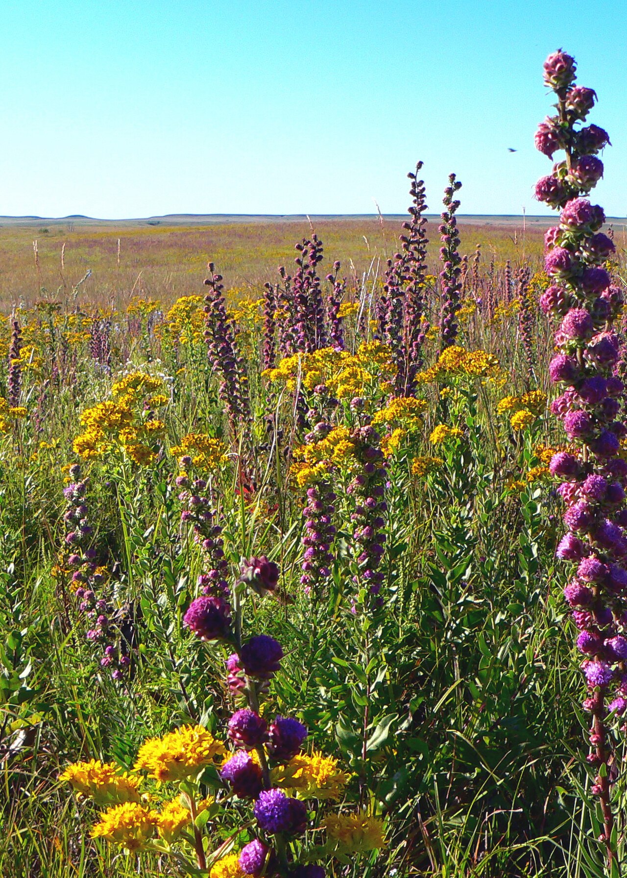 A prairie of tall grasses with purple blazing star and yellow wildflowers under a clear blue sky.